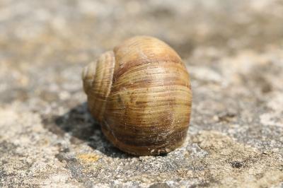 Escargot de Bourgogne
