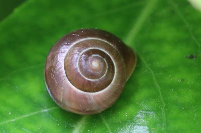 Escargot des haies