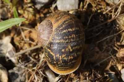 Escargot petit-gris