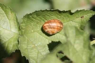 Escargot des haies