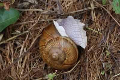 Escargot de Bourgogne