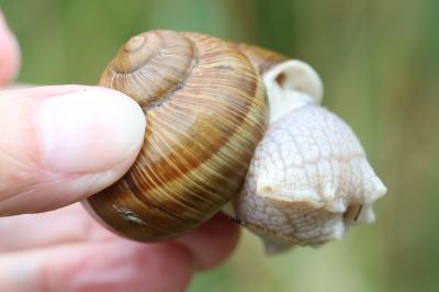 Escargot de Bourgogne