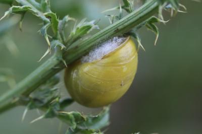 Escargot des jardins