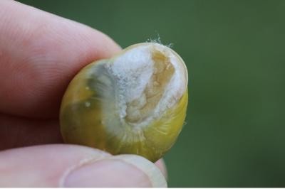 Escargot des jardins