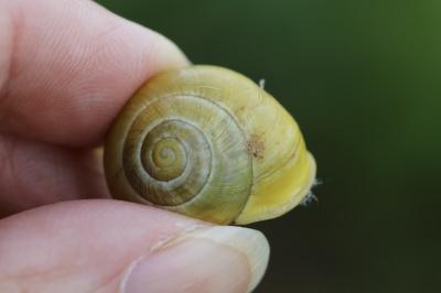 Escargot des jardins