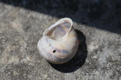 Escargot petit-gris