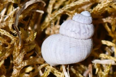Élégante striée