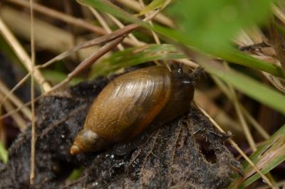 <i>Succinea</i>