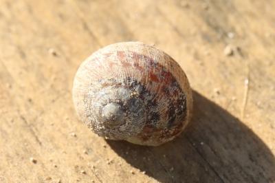 Escargot petit-gris