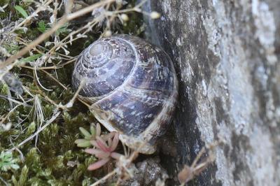 Escargot petit-gris