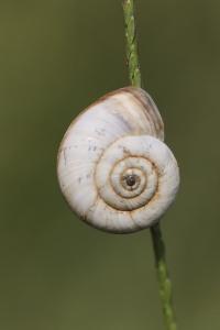 <i>Cernuella</i>