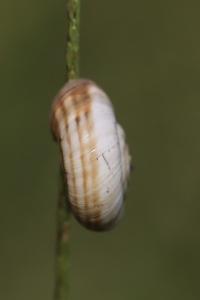 <i>Cernuella</i>