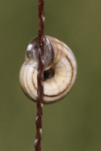 <i>Cernuella</i>
