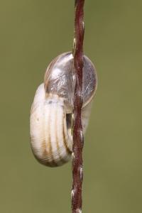 <i>Cernuella</i>