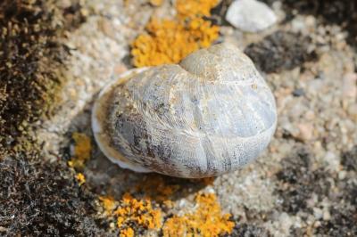 Escargot petit-gris