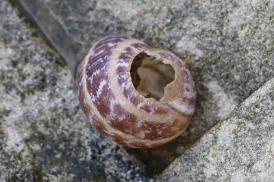 Escargot petit-gris