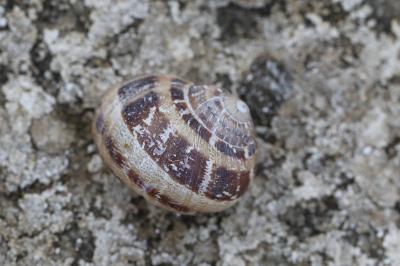 Escargot petit-gris