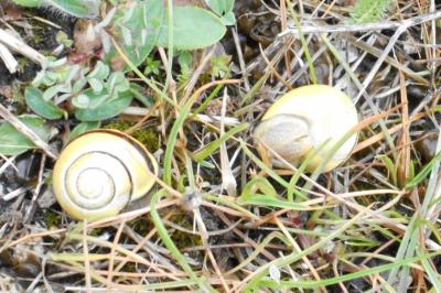 Escargot des haies