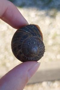 Escargot petit-gris