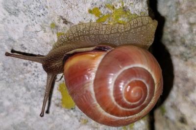 Escargot des haies