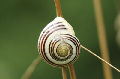 Escargot des jardins