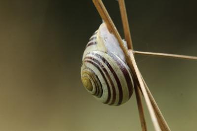 Escargot des jardins
