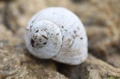 Escargot de Bourgogne