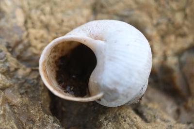 Escargot de Bourgogne