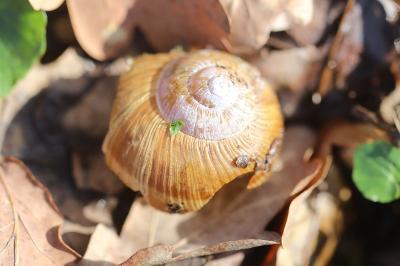 Escargot de Bourgogne