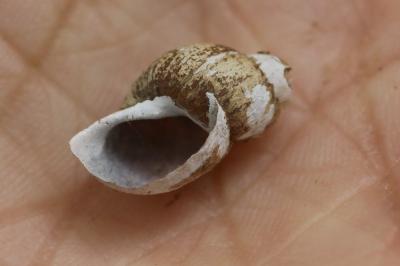 <i>Peregriana labiata</i>