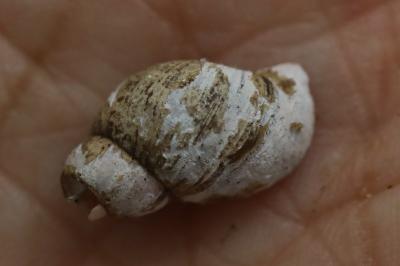 <i>Peregriana labiata</i>