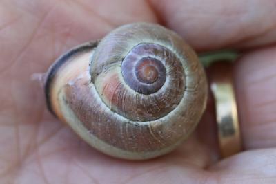 Escargot des haies