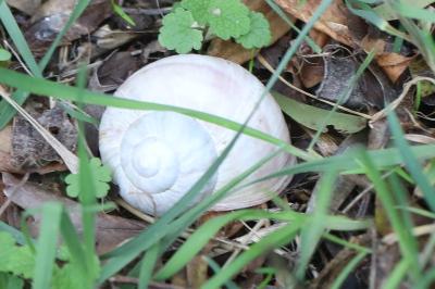 Escargot de Bourgogne