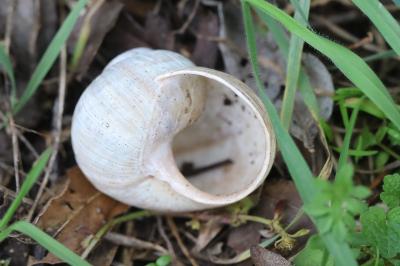 Escargot de Bourgogne