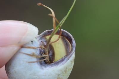 Escargot des haies