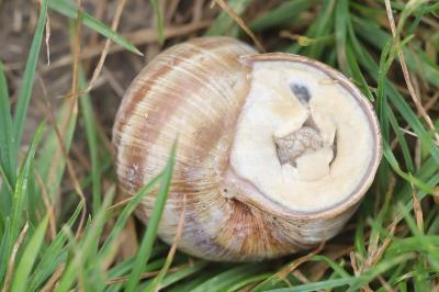 Escargot de Bourgogne