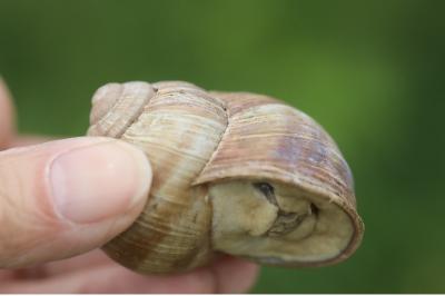 Escargot de Bourgogne