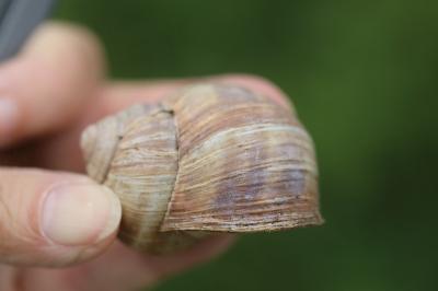 Escargot de Bourgogne