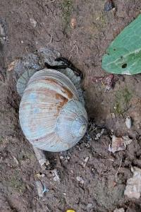 Escargot de Bourgogne