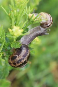Escargot petit-gris