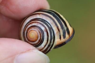 Escargot des haies