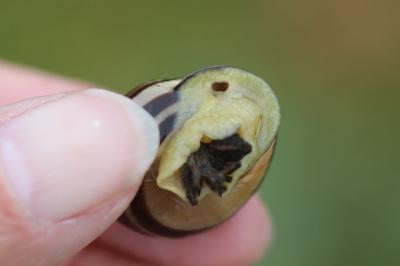 Escargot des haies