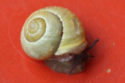 Escargot des haies