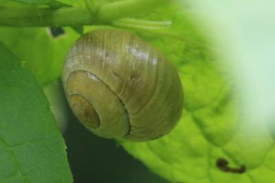 Escargot des haies
