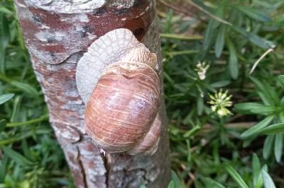 Escargot de Bourgogne