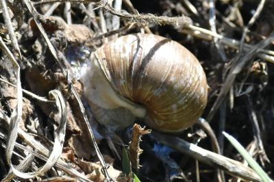 Escargot de Bourgogne