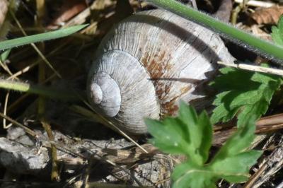 Escargot de Bourgogne