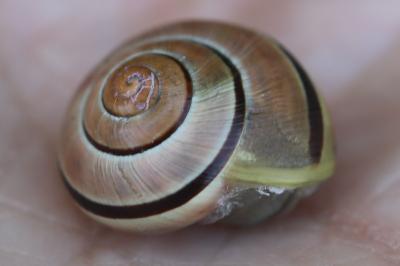 Escargot des jardins