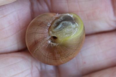 Escargot des jardins