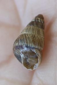Cornet méditerranéen